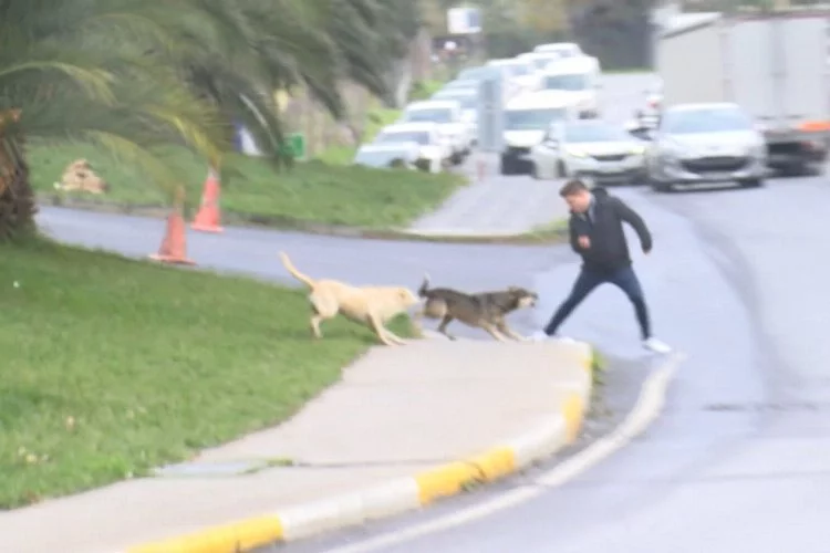 Bağcılar'da başıboş köpekler yoldan geçenlere saldırdı