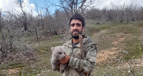 Ayı yavrusunu köpeklerin saldırısından kurtarıp, doğaya bıraktılar