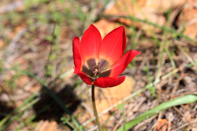 Lalenin atası Türk lalesi