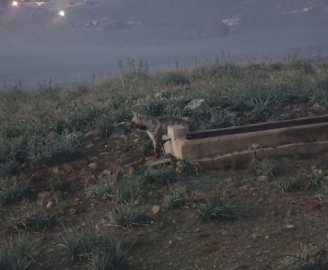 Hatay'da nesli tükenme tehlikesinde olan çizgili sırtlan görüntülendi