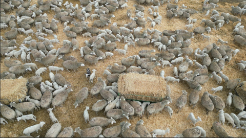 Kuzuların anneleri ile renkli buluşması