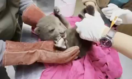 Ormanda yorgun halde bulunan yavru boz ayı tedaviye alındı; 'Bulut' ismi verildi