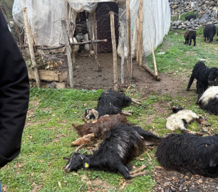 Sokak köpekleri saldırdı; 18 keçi öldü