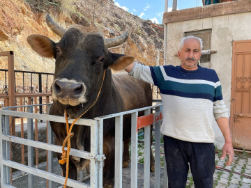 Yusufeli'de boğalar güreşe hazırlanıyor