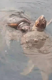 Caretta carettaların çiftleşme döneminde sessizlik uyarısı