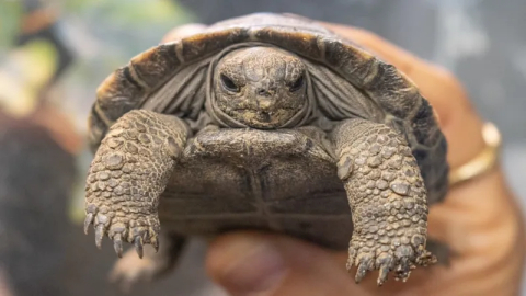 Nesli tükenmekte olan kaplumbağalar 100 yaşında ilk kez ebeveyn oldu