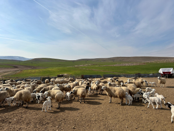 Çemişgezek'te ‘şap’ karantinası