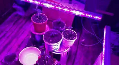 Evine özel sistem kurup kenevir yetiştiren şüpheliye gözaltı