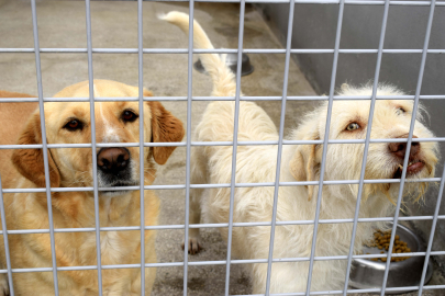 20 yılda 566 bin 791 hayvan sahiplendirildi