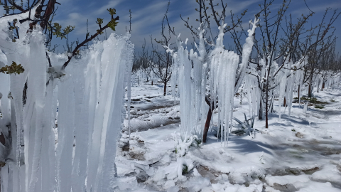 Çiftçilerden 'zirai don'a karşı 'Spring' sistemi