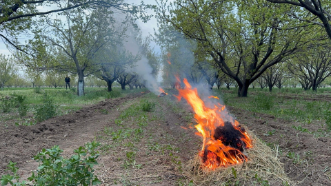 Kayısı üreticilerinden zirai dona karşı 'bahçede ateş' önlemi