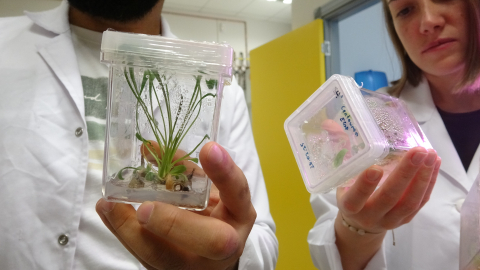 Kocaeli - Nesli tükenmekte olan bitkiler laboratuvarda yaşatılıyor /Video eklendi