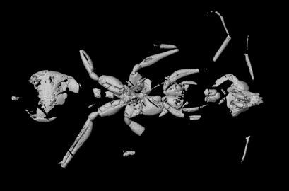 Brezilya'da bilinen 'en eski karınca fosili' keşfedildi