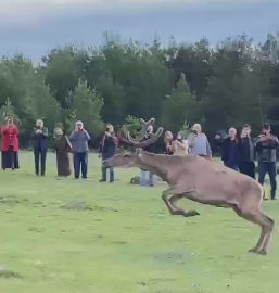Koruma altındaki kızılgeyikler Ordu’da doğaya salındı