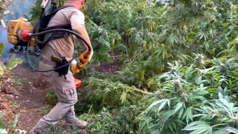 Diyarbakır'da 3 milyon 476 bin kök kenevir ve skunk ele geçirildi: 7 gözaltı