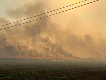 Manisa'da çıkıp, İzmir'e ulaşan yangında 250 hektar alan zarar gördü