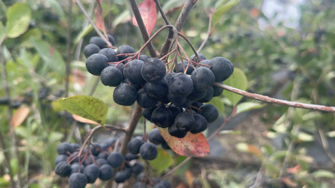 Yalova'da 'aronya' hasadı başladı