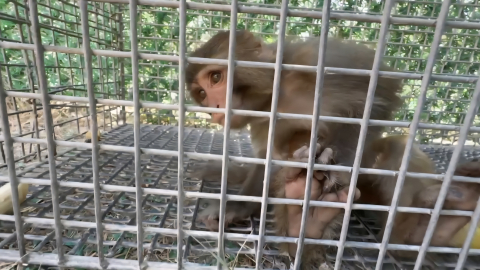 Şiddet gören maymun, Tarsus Doğa Parkı'na gönderilecek