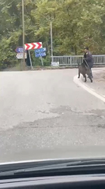 Yürürken üzerine doğru gelen domuzdan son anda kurtuldu