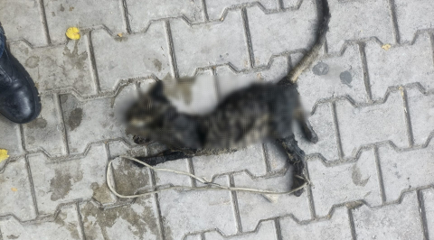 Yavru kediyi ayaklarını bağlayıp denize atmışlar