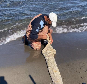 Samsun'da, kaçak yolla avlanan yaklaşık 1 ton kum şırlanı ele geçirildi