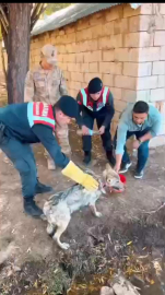 Zincirden kurtarılan kurt, özel bakıma alındı