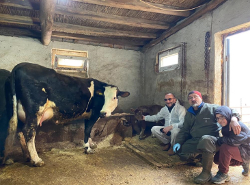Genetik mühendislikle süt alerjisi taşımayan buzağılar dünyaya geldi