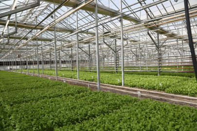 Pancarda Sapa Kalkma Testleri'yle Avrupa ve Türkiye'de üretilen tohumlar analiz ediliyor