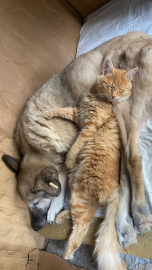 Felçli köpek Mazbut ile kedi İncir arasında duygulandıran bağ