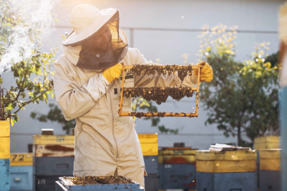 Kraliçe arıyı uzun yaşatan Arı Sütü, insanlar için de sağlık kalkanı