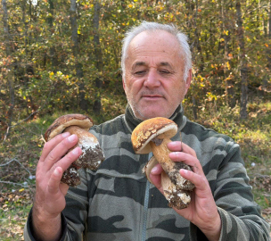 Kuraklık nedeniyle Istranca Ormanları’nda mantar popülasyonu azaldı, kilosu 500 TL’ye çıktı