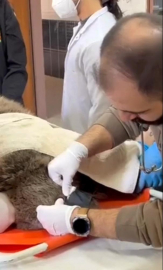 Yaralı bulunan bozayı, tedaviye alındı