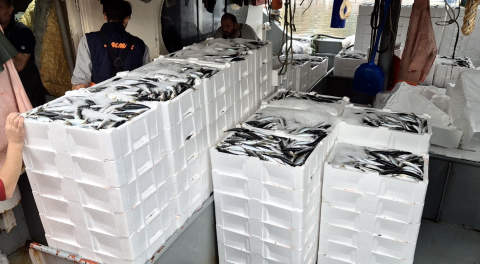 Marmara'da lodos dindi; Tekirdağlı balıkçılar, 600 kasa balık avladı