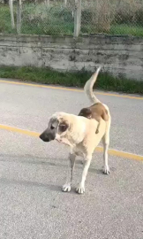 Sırtında maymun gezdiren köpek ilgi odağı oldu