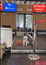 Dünya turundaki köpek  ‘Tofu’ İstanbul Havalimanı’nda