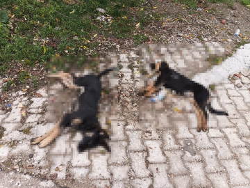 'Sahipsiz köpekler zehirlenerek öldürüldü' iddiası
