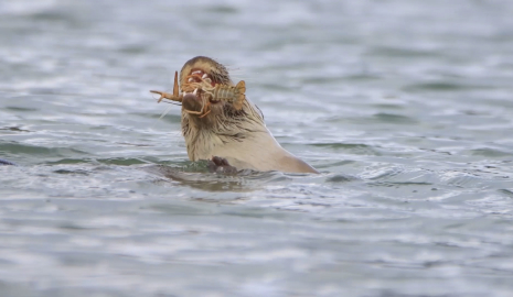 Su samuru, Bostancılar Göleti'nde görüntülendi