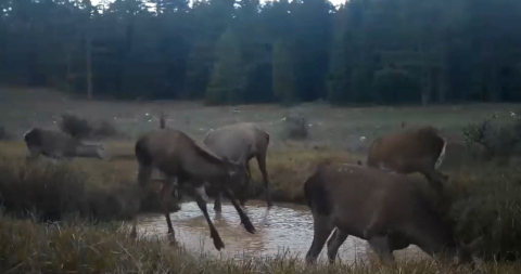 Kızıl geyiklerin su birikintisindeki görüntüleri fotokapana yansıdı