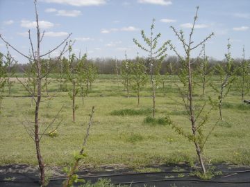 'Arazide en fazla zararı ilkbahar donu verir'