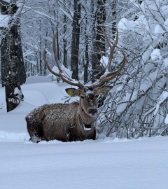 Karla kaplı Kuzuyayla Tabiat Parkı'nda kızılgeyik kamerada