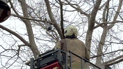 İstanbul - Avcılar’da ayağına ip dolanan güvercini itfaiye kurtardı