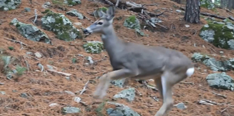Ormanda dolaşan karaca fotokapanla görüntülendi