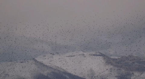 Sığırcık kuşlarının uyum halinde aynı yöne uçtuğu anlar kamerada