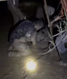 Çamura saplanan 30 koyun kurtarıldı, 2 koyun öldü