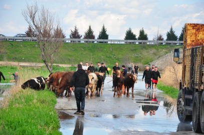 Manisa'da sağanak sele neden oldu, mahsur kalan hayvanlar kurtarıldı