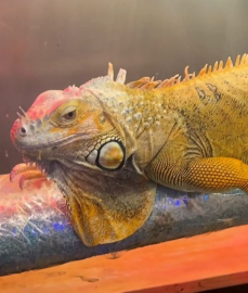 DKMP, CİTES kapsamındaki 3 hayvana el koydu